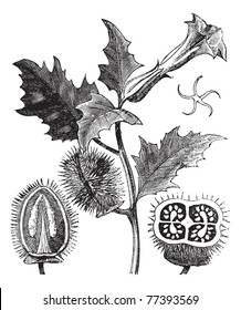 Thorn Apple oder Jimson Weed oder Datura stramonium, Vintage-Gravur. Alte gravierte Illustration von Thorn-Apfelpflanze mit Blumen (oben) und Saatkapseln (unten links und rechts) Trousset Enzyklopädie