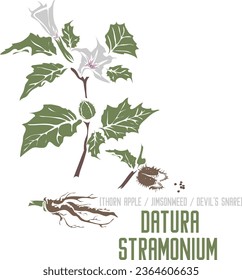 Thorn Apfel, Jimsonweed, Teufels Trompetenpflanze in Farbe, Vektorsilhouette. Medicinal Datura stramonium pflanze. Set von Datura Wurzeln, Samen und Blumen in Farbbild für Arzneimittel