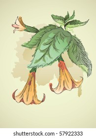 Thorn apple in watercolor style