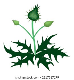 thorn illustration isolated on a white background in EPS10