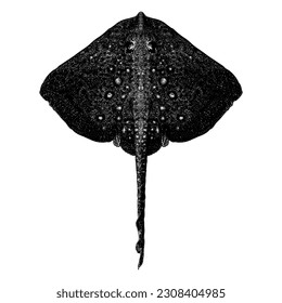 Thornback Ray hand drawing vector isolated on white background.