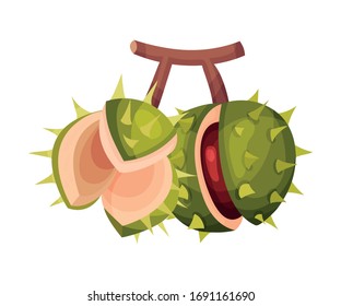Thorned Chestnut Shell with Brown Fruit Inside Hanging on Tree Branch Vector Illustration