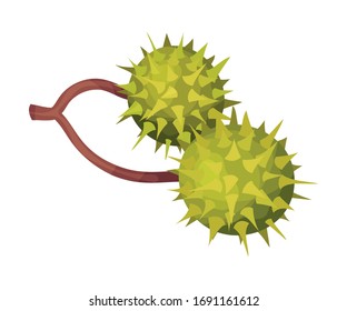 Thorned Green Chestnut in Shell Hanging on Tree Branch Vector Illustration