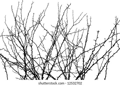 thorns and thorns