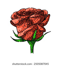 thorns rose flower hand drawn. garden pink, yellow bouquet, love romance thorns rose flower vector sketch. isolated color illustration