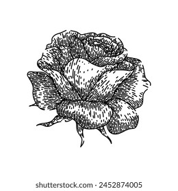 thorns rose hand drawn. garden beauty, love romantic, symbol delicate thorns rose vector sketch. isolated black illustration