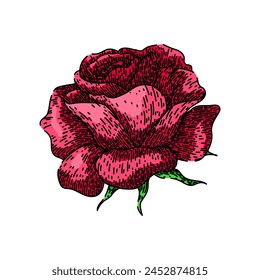 thorns rose hand drawn. garden beauty, love romantic, symbol delicate thorns rose vector sketch. isolated color illustration