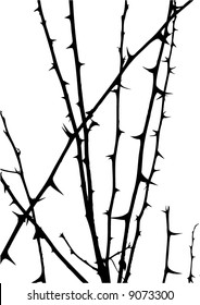 Thorny Branches