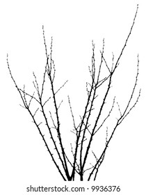 ramas espinosas