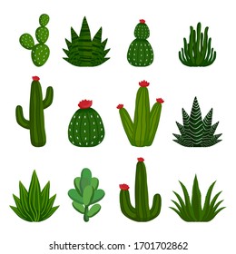 Thorny cactuses and succulents seamless background pattern, illustration vector art