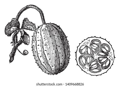 It is a thorny cucumber, there are seeds within this cucumber, they attach to stem, vintage line drawing or engraving illustration.