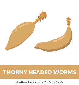 thorny headed worms Design vector Illustration