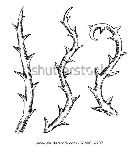 Thorny vine sketch. Gothic bramble hand drawn vector illustration. Dried plant branches with thorns. Halloween decor. NOT AI generated