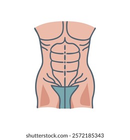 Thorough Rectus Abdominis Muscle Anatomy Illustration