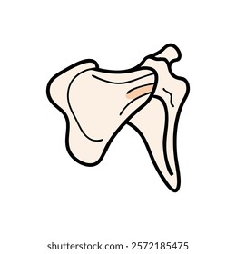 Thorough Scapula Anatomy Vector Illustration Design