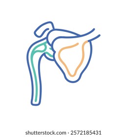 Thorough Shoulder Joint Anatomy Vector Illustration