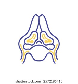 Thorough Sinus Anatomy Vector Illustration