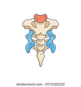 Thorough Supraspinous Fossa Anatomy Vector Design