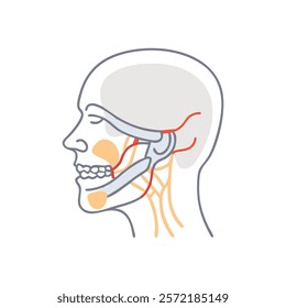 Thorough Temporomandibular Joint Anatomy Vector Design