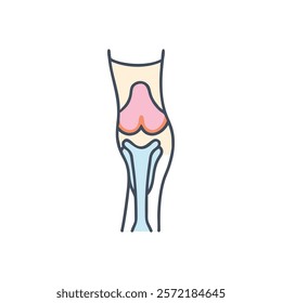 Thorough Tibial Plateau Anatomy Vector Illustration