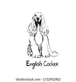 
Thoroughbred dog  
cocker Spaniel. The dog is a friend of man. Vector illustration in doodle style. Hand drawing. Isolate on a white background.