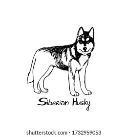 
Thoroughbred dog  Husky. The dog is a friend of man. Vector illustration in doodle style. Hand drawing. Isolate on a white background.