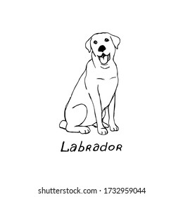 
Thoroughbred dog  Labrador. The dog is a friend of man. Vector illustration in doodle style. Hand drawing. Isolate on a white background.