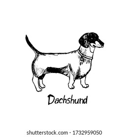 
Thoroughbred dog Shepherd. The dog is a friend of man. Vector illustration in doodle style. Hand drawing. Isolate on a white background.