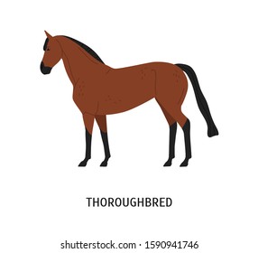 Thoroughbred horse flat vector illustration. Beautiful brown racehorse for equestrian sport isolated on white background. Graceful chestnut color stallion. Expensive purebred mare. Beautiful steed.
