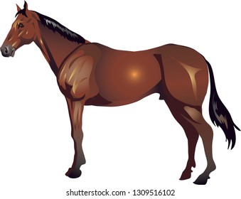 Thoroughbred Horse, Stalion Galop ,  Animal - Vector Illustration