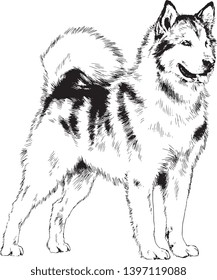 thoroughbred husky dog drawn in full growth by hand sketch