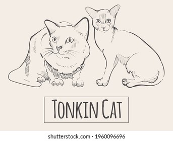 Thoroughbred Tonkin сat sketch ,vector illustration