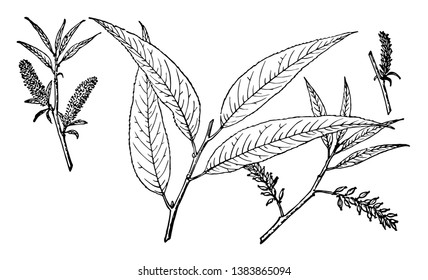 Those who have this leaf line in the frames are called Bonpland Villov. He has too many leaves and it has sprouted new rifts, vintage line drawing or engraving illustration.
