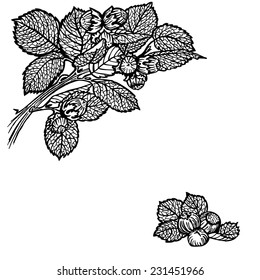 Thread hazelnut, nuts and leaves. Vintage drawing.
