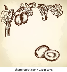 Thread kiwi, berries and leaves. Kiwi segment. drawings.