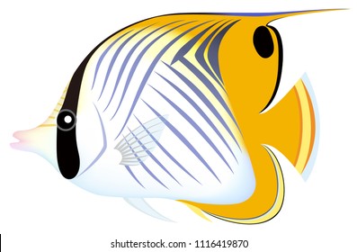 The threadfin butterflyfish, isolated on the white background.
