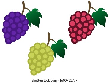 Three (3) Color Bunch of Grapes - Vector - Isolated