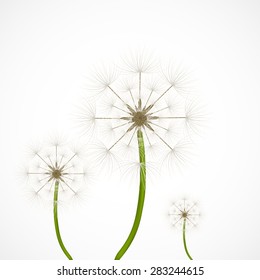 Three abstract dandelions on green stems. Vector illustration for graphic design.