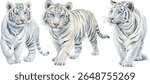 Three adorable white tiger cubs with blue eyes, captured in watercolor. Perfect for children