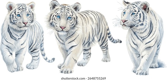 Three adorable white tiger cubs with blue eyes, captured in watercolor. Perfect for children's books or nature themes.