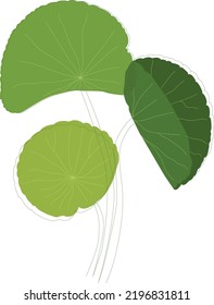 Three aesthetic centella asiatica leaves stacked on a white background 