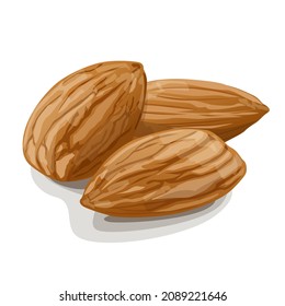 Three almonds isolated on white background. Raw vegan healthy food. Vector Illustration.