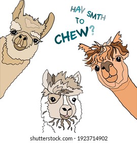 three alpacas ask what to chew vector illustration. Lama and alpaca friends