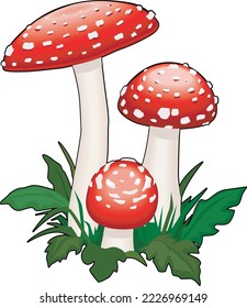 Three Amanita Mushrooms Vector Illustration