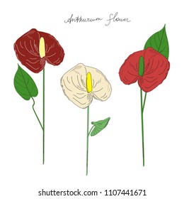 Three Anthurium flowers of different colors. Beautiful exotic plants. Line art. (Araceae).