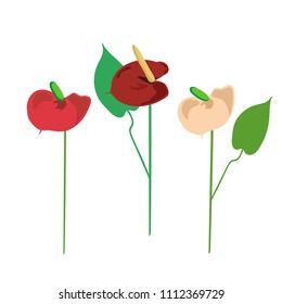 Three Anthurium flowers of different colors. Beautiful exotic plants. (Araceae).