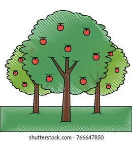 three apple trees bush foliage fruit natural