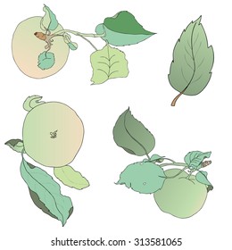 Three apples with leaves and sticks made line path. Isolated on white background. Vector. Colorful. Green