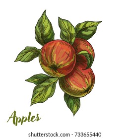 three apples on branch with leaves, full color realistic sketch vector illustration