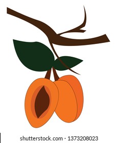 Three apricot fruits with leaves in a small branch of a tree seed of one fruit enclosed in a hard stony shell is exposed vector color drawing or illustration 